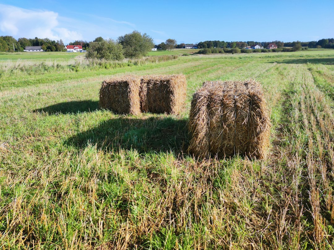 Danish farmer walking across a rural field in western Jutland with farmhouse in background
